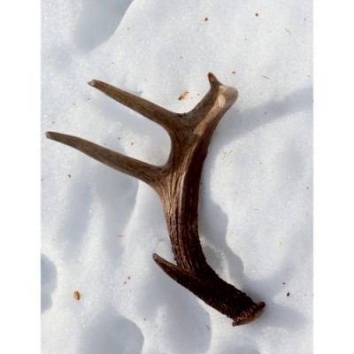 Buck shed antler cover  by Mary Holland