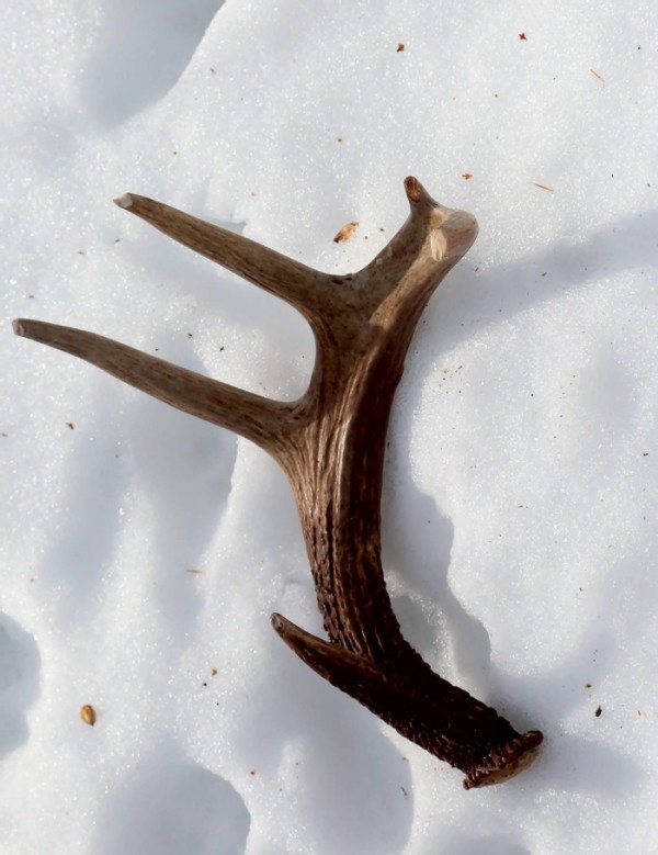 White-tailed Bucks Shedding Antlers