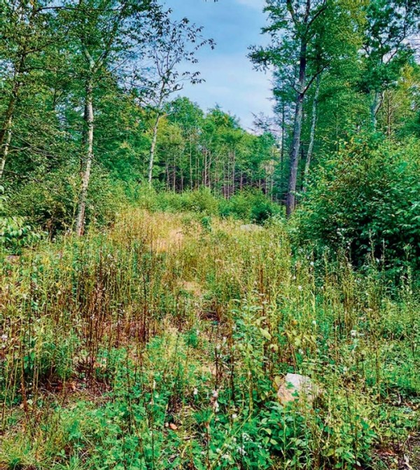 Planting for the Future at Hoffman Evergreen Reserve