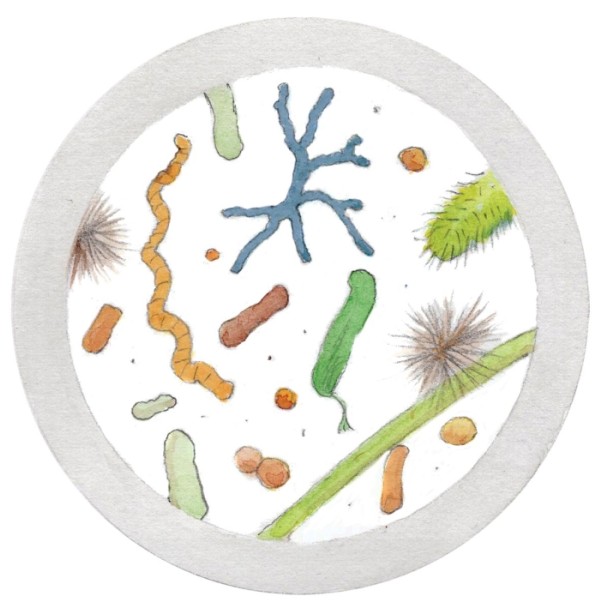 Understanding Forest Soil Carbon