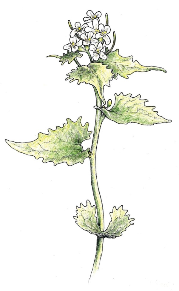 Edible Invasive: Garlic Mustard