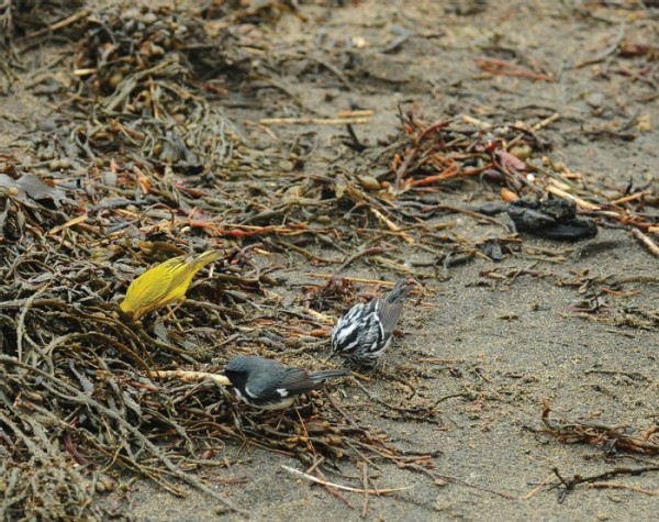 Birds on a Beach