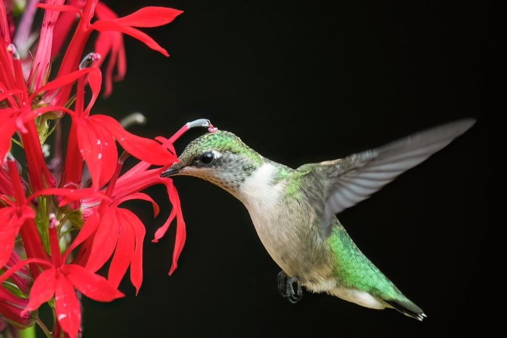 Hummingbirds & Cardinal Flowers: A Pollination Tale