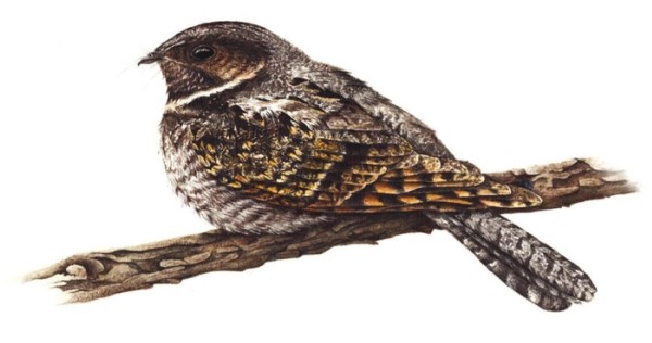 Call of the Nightjar