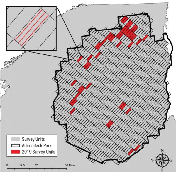 Research on the Adirondack Moose Population