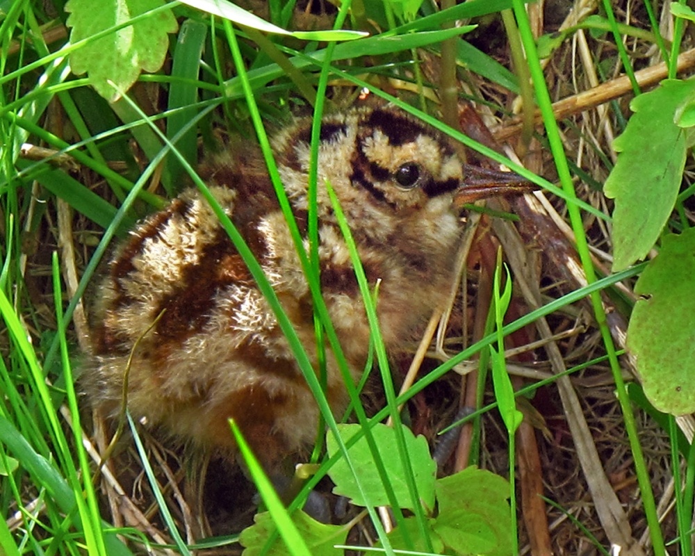 Tracking Tips: American Woodcock