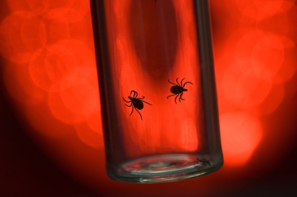 The Others: Tick-borne Diseases Besides Lyme in the Northeast