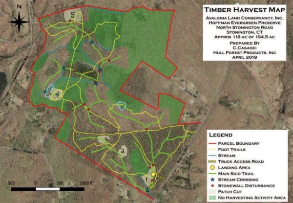 Planting for the Future at Hoffman Evergreen Reserve