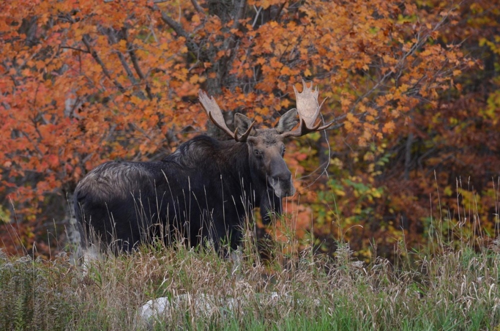 Genetic Diversity of Moose in the Northeast