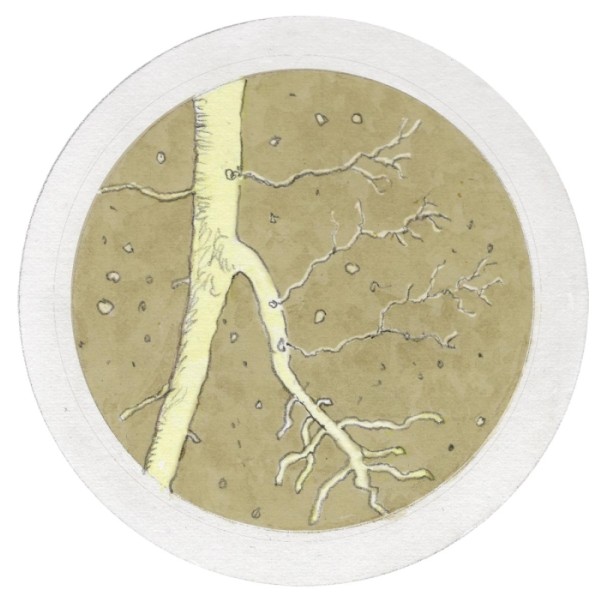 Understanding Forest Soil Carbon