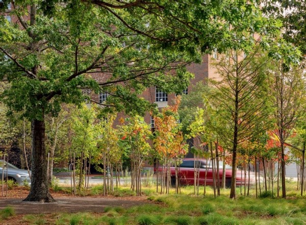 “Reimagining the Leftovers” as Forests, One City Park at a Time