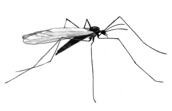 Winter Crane Flies