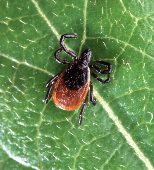 The Others: Tick-borne Diseases Besides Lyme in the Northeast