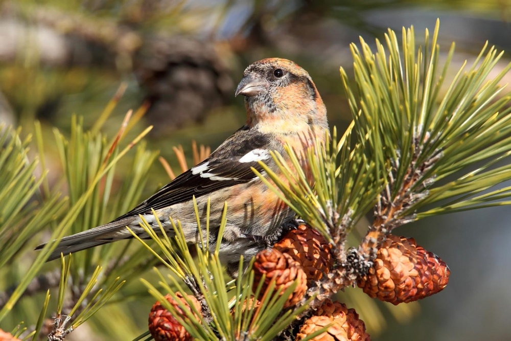 A Winter Forecast for Crossbills