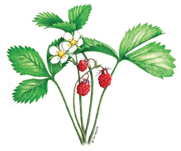 Wild Strawberries