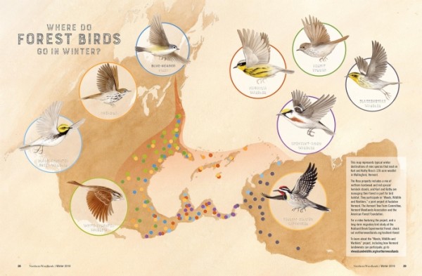 Where Do Forest Birds Go in Winter?