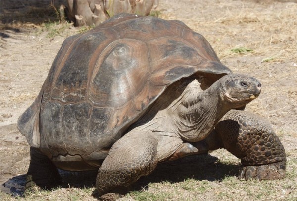 Galápagos Islands