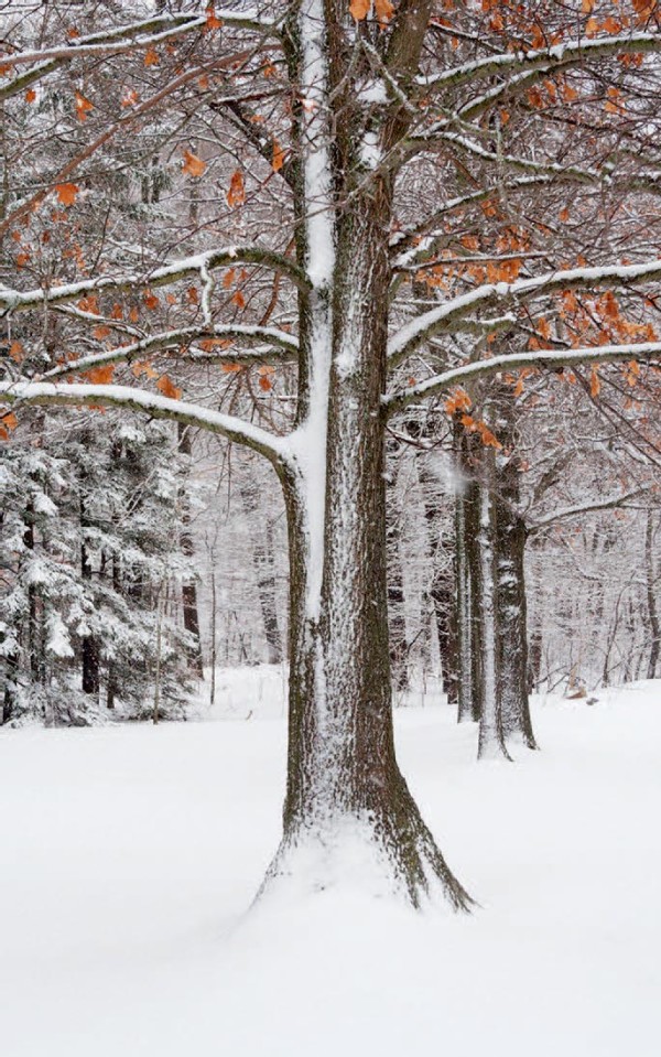 The Sound of Oaks